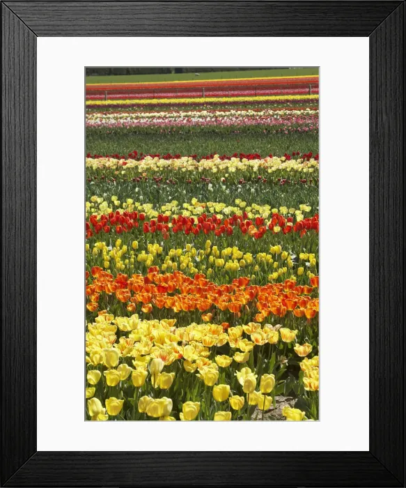 Framed Print : DDE-90026369 Framed Print : DDE-90026369