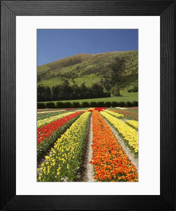 Framed Print : DDE-90026370 Framed Print : DDE-90026370