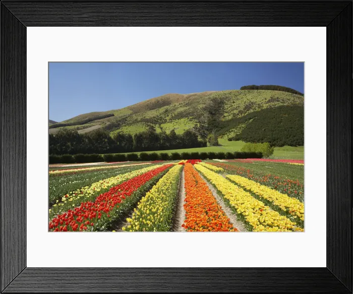 Framed Print : DDE-90026371