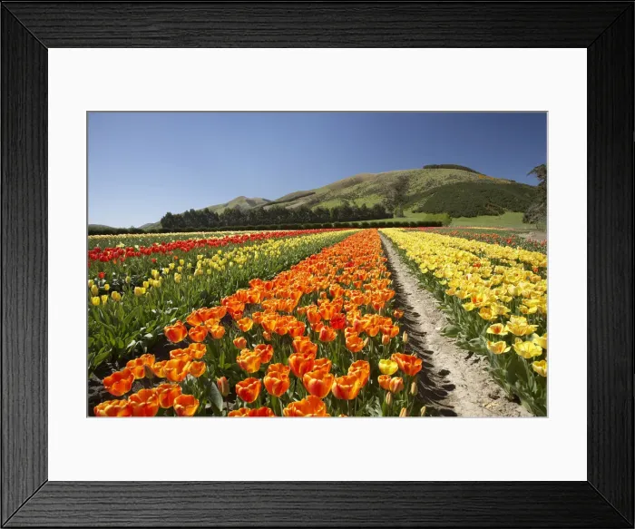 Framed Print : DDE-90026373 Framed Print : DDE-90026373