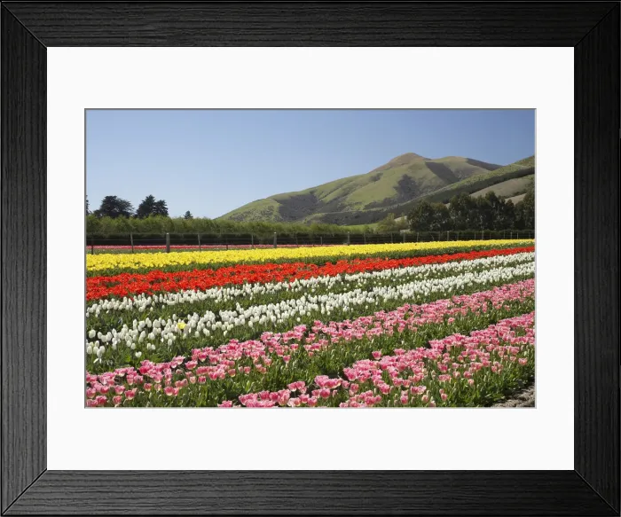 Framed Print : DDE-90026374 Framed Print : DDE-90026374