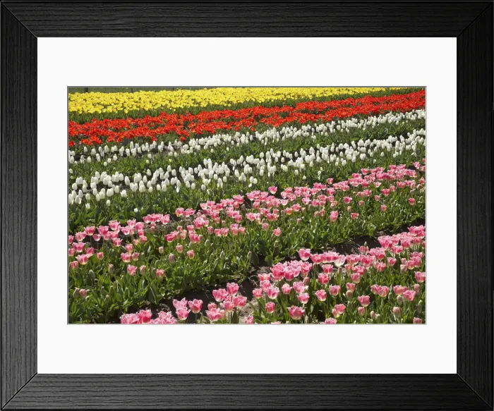 Framed Print : DDE-90026375