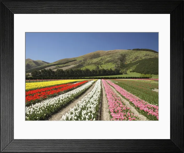 Framed Print : DDE-90026376