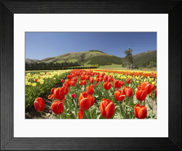 Framed Print : DDE-90026372
