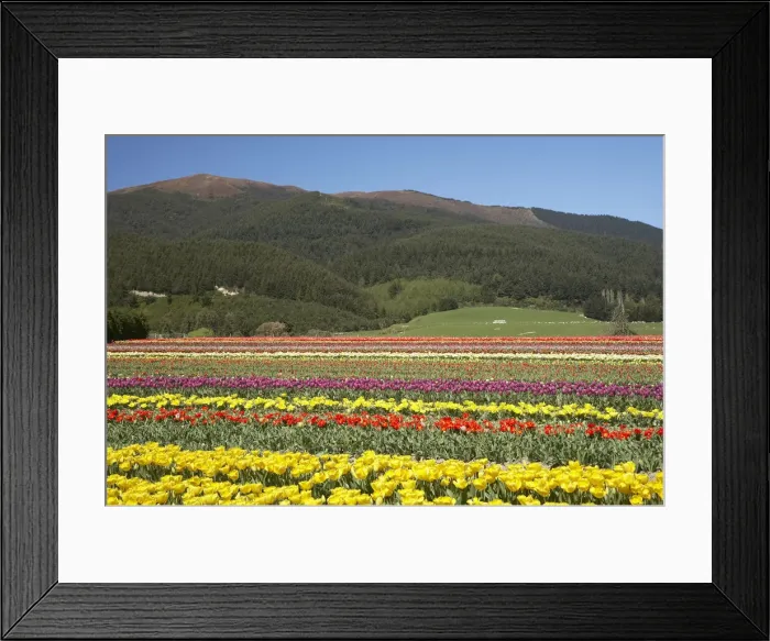 Framed Print : DDE-90026378 Framed Print : DDE-90026378