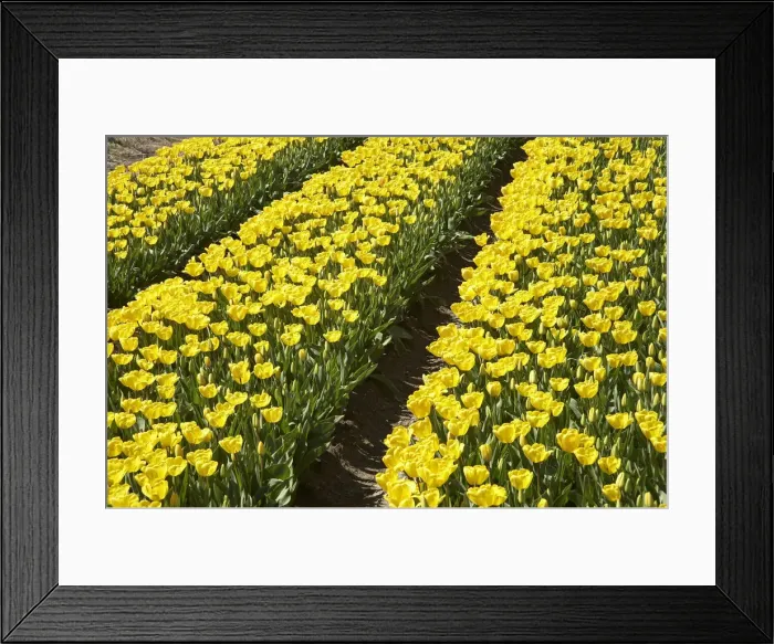 Framed Print : DDE-90026377 Framed Print : DDE-90026377