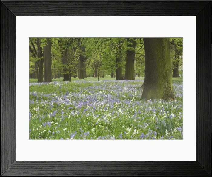 Framed Print : DDE-90026379 Framed Print : DDE-90026379