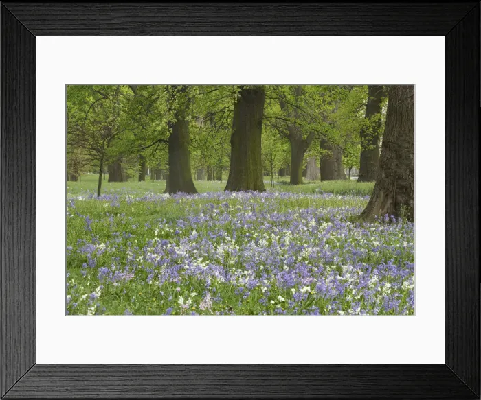 Framed Print : DDE-90026380 Framed Print : DDE-90026380