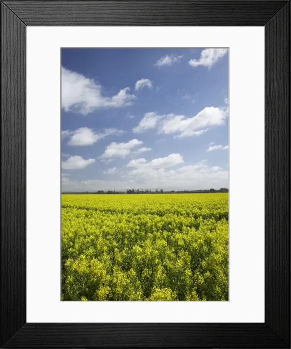 Framed Print : DDE-90026403 Framed Print : DDE-90026403
