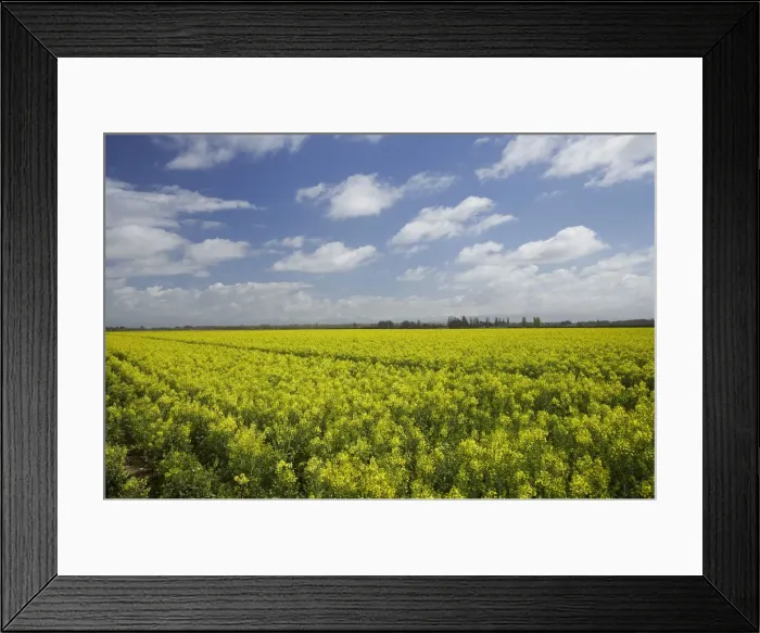 Framed Print : DDE-90026402 Framed Print : DDE-90026402