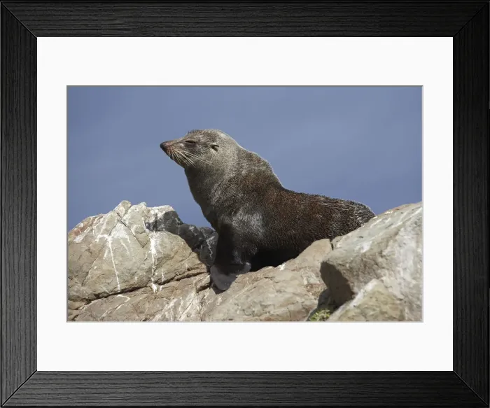 Framed Print : DDE-90026411 Framed Print : DDE-90026411