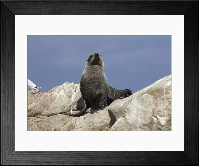 Framed Print : DDE-90026412 Framed Print : DDE-90026412