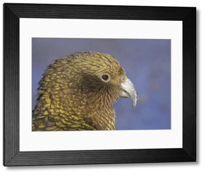 Framed Print : DDE-90026428 Framed Print : DDE-90026428