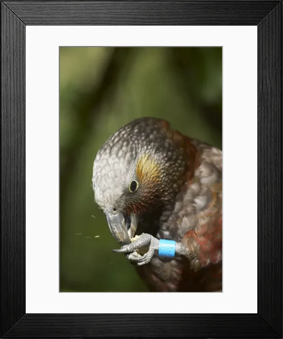 Framed Print : DDE-90026434