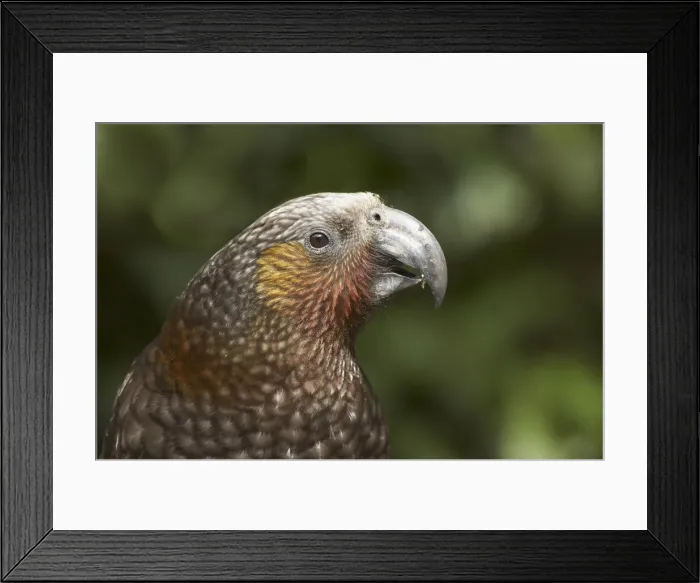 Framed Print : DDE-90026435 Framed Print : DDE-90026435