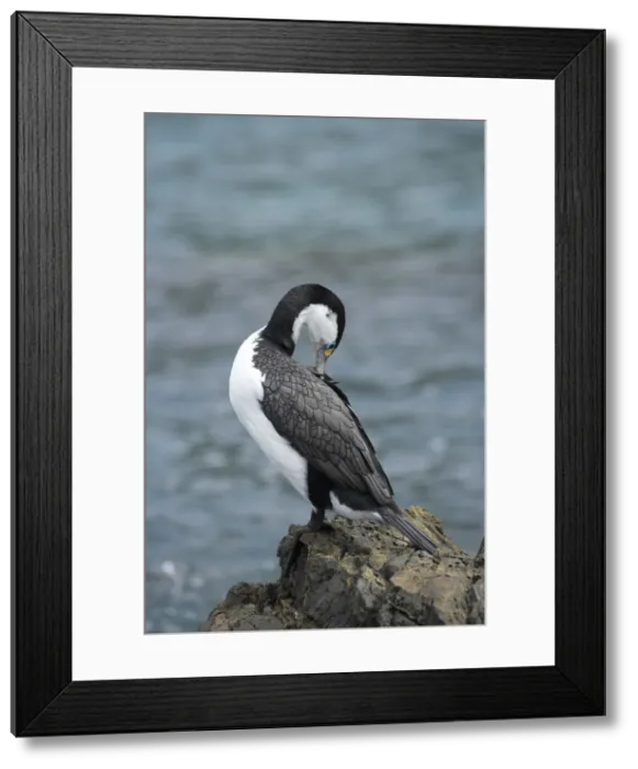 Framed Print : DDE-90026436 Framed Print : DDE-90026436