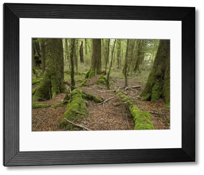 Framed Print : DDE-90026440 Framed Print : DDE-90026440