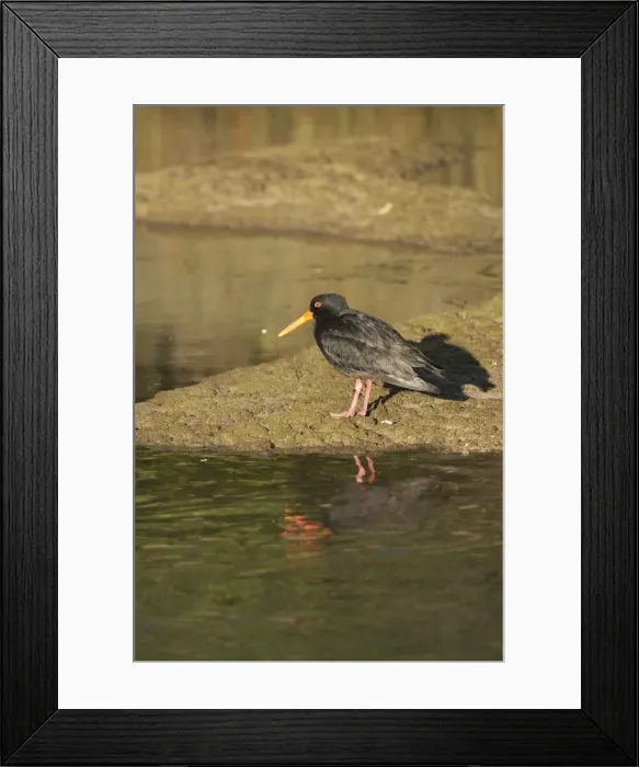 Framed Print : DDE-90026459 Framed Print : DDE-90026459