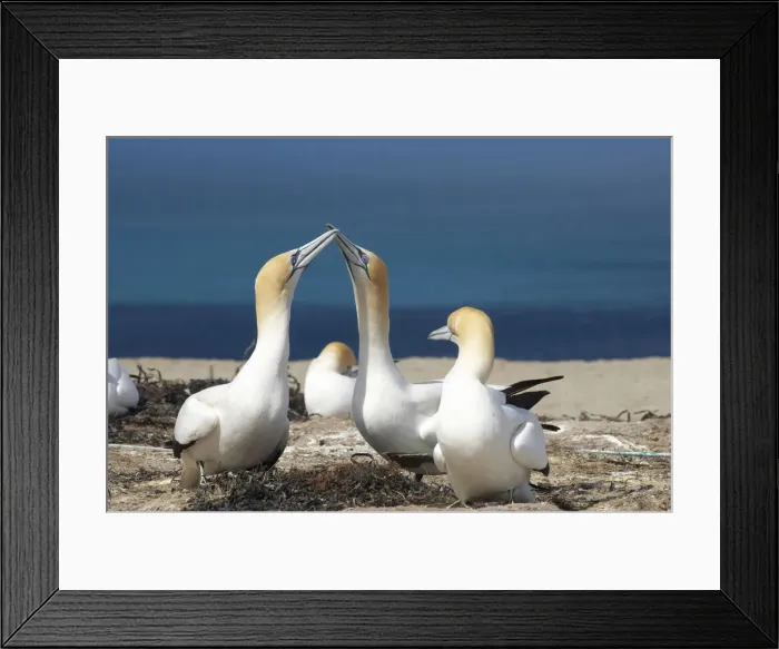 Framed Print : DDE-90026464 Framed Print : DDE-90026464