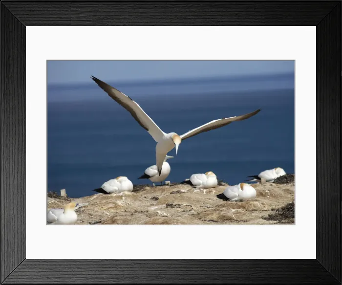 Framed Print : DDE-90026465