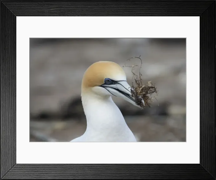 Framed Print : DDE-90026466 Framed Print : DDE-90026466