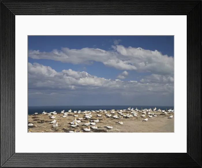 Framed Print : DDE-90026467 Framed Print : DDE-90026467