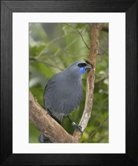 Framed Print : DDE-90026471 Framed Print : DDE-90026471