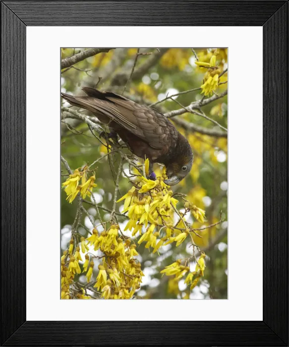Framed Print : DDE-90026473 Framed Print : DDE-90026473