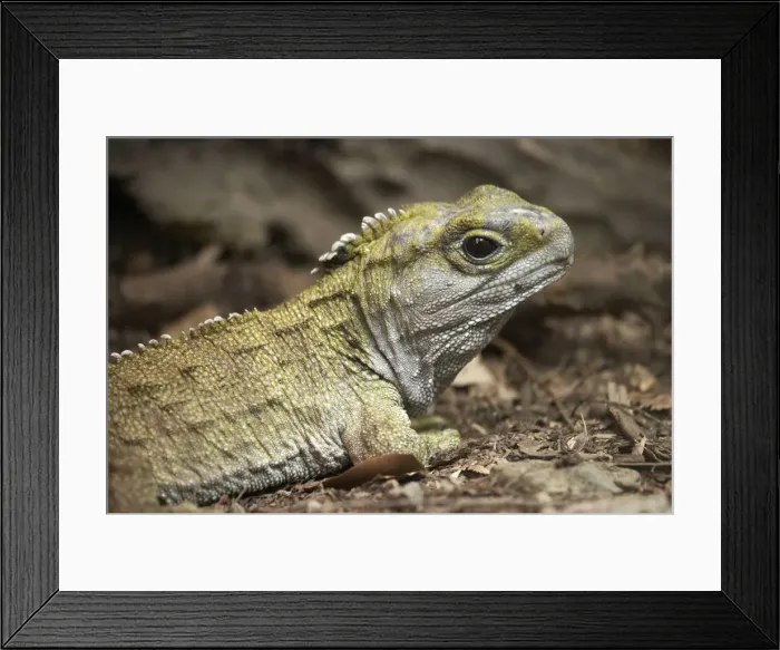 Framed Print : DDE-90026475