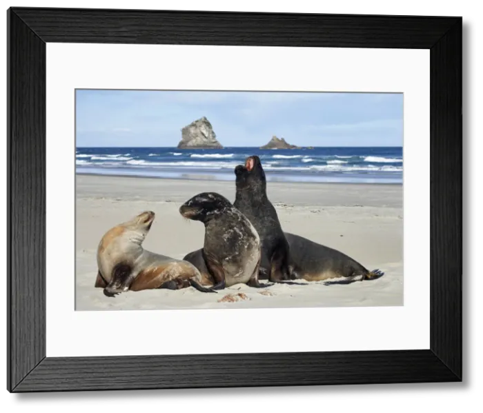 Framed Print : DDE-90026476 Framed Print : DDE-90026476