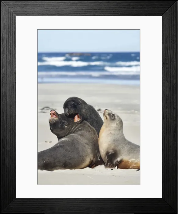 Framed Print : DDE-90026478 Framed Print : DDE-90026478