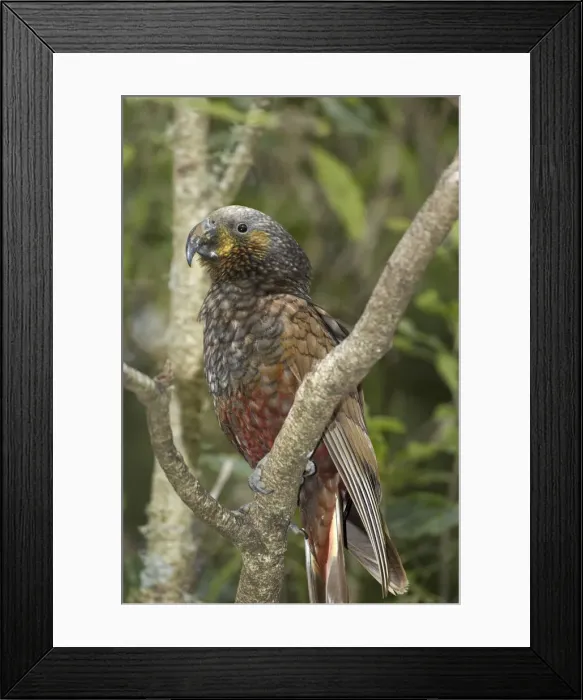 Framed Print : DDE-90026474 Framed Print : DDE-90026474