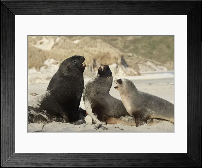 Framed Print : DDE-90026480 Framed Print : DDE-90026480