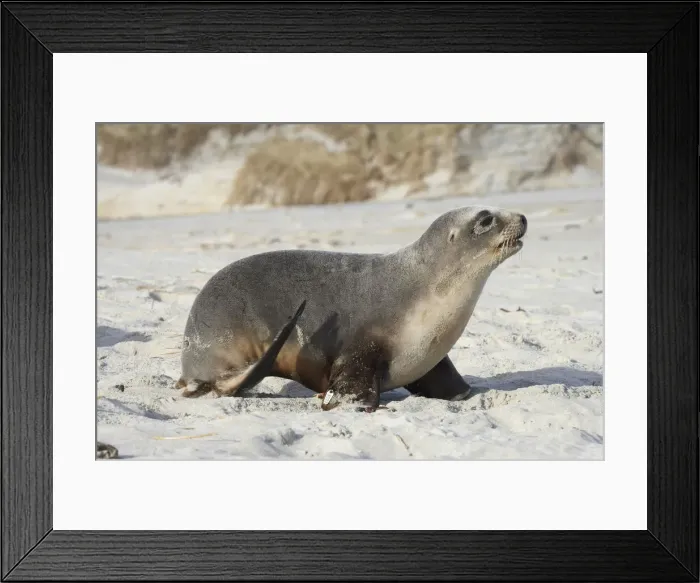 Framed Print : DDE-90026481