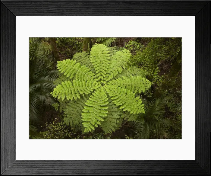 Framed Print : DDE-90026482 Framed Print : DDE-90026482