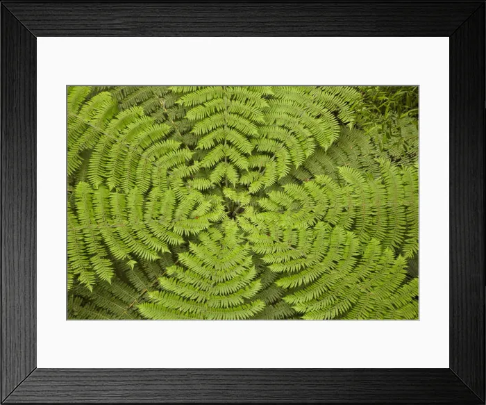 Framed Print : DDE-90026483