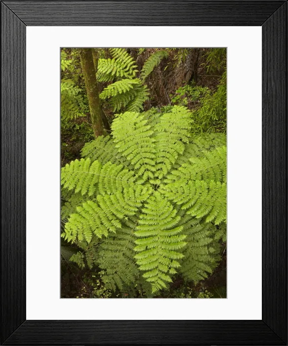 Framed Print : DDE-90026484 Framed Print : DDE-90026484