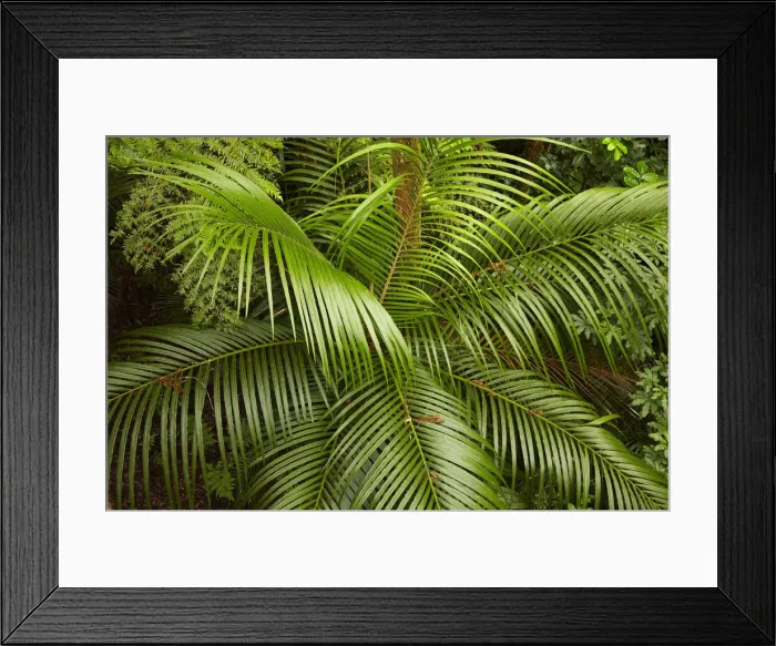 Framed Print : DDE-90026485 Framed Print : DDE-90026485