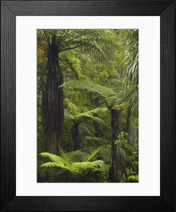 Framed Print : DDE-90026487 Framed Print : DDE-90026487
