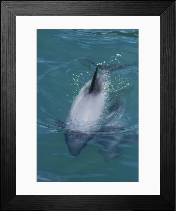 Framed Print : DDE-90026491 Framed Print : DDE-90026491