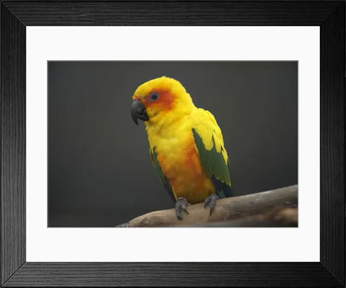 Framed Print : DDE-90026523