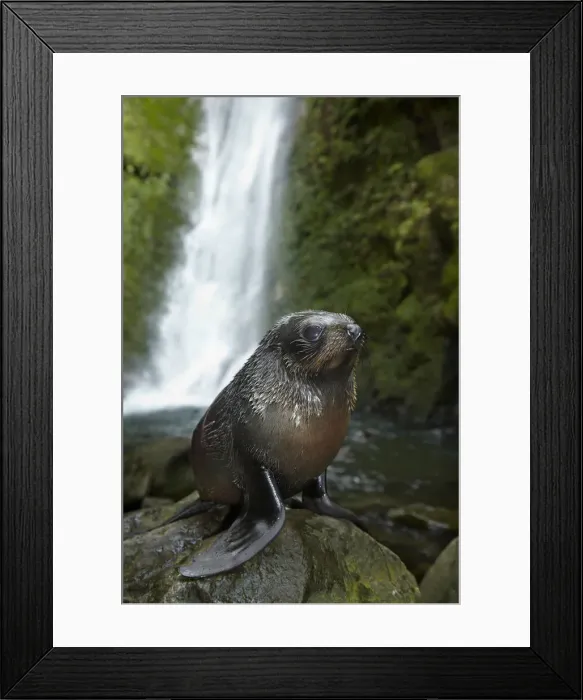 Framed Print : DDE-90026526 Framed Print : DDE-90026526