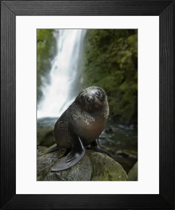 Framed Print : DDE-90026527 Framed Print : DDE-90026527