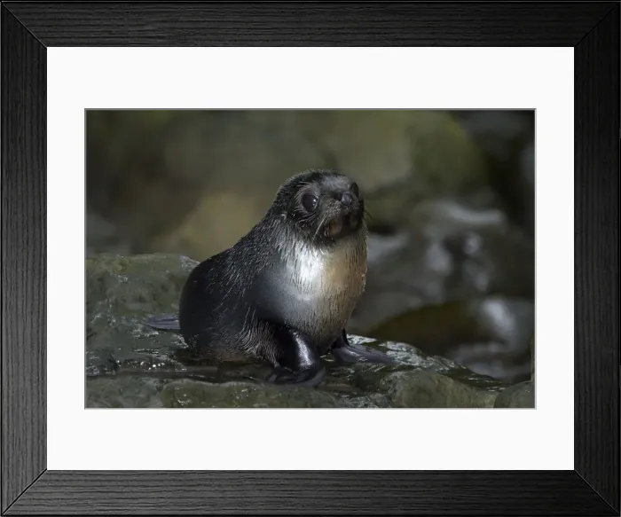 Framed Print : DDE-90026530 Framed Print : DDE-90026530