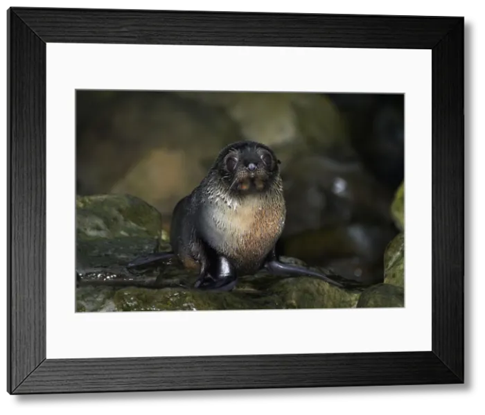 Framed Print : DDE-90026531 Framed Print : DDE-90026531