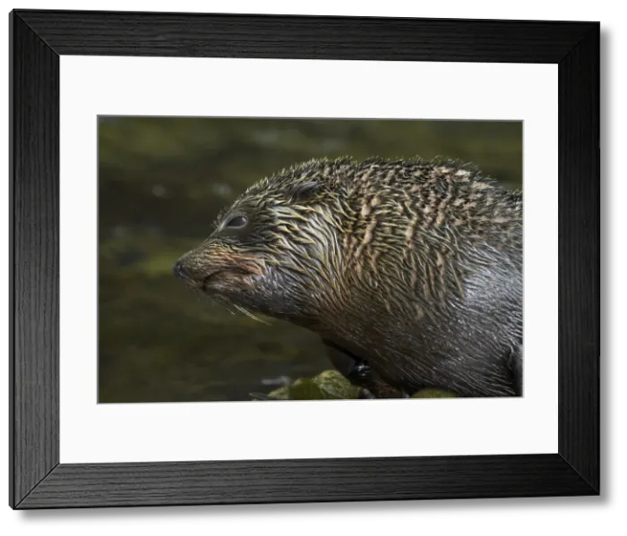 Framed Print : DDE-90026532 Framed Print : DDE-90026532