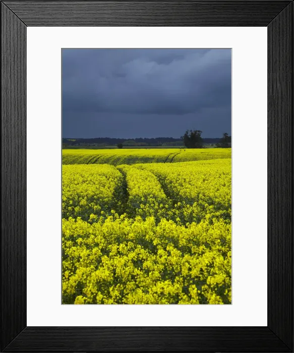 Framed Print : DDE-90026562