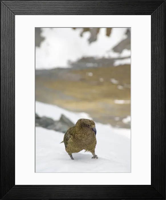 Framed Print : DDE-90026619 Framed Print : DDE-90026619
