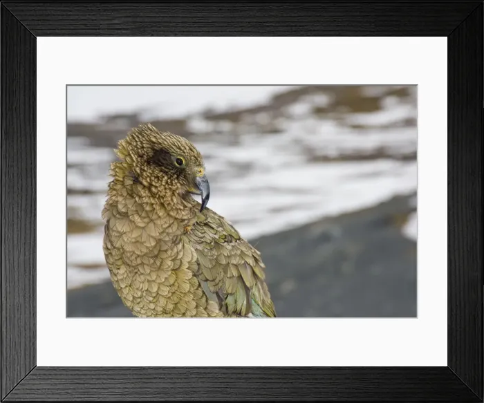 Framed Print : DDE-90026621 Framed Print : DDE-90026621