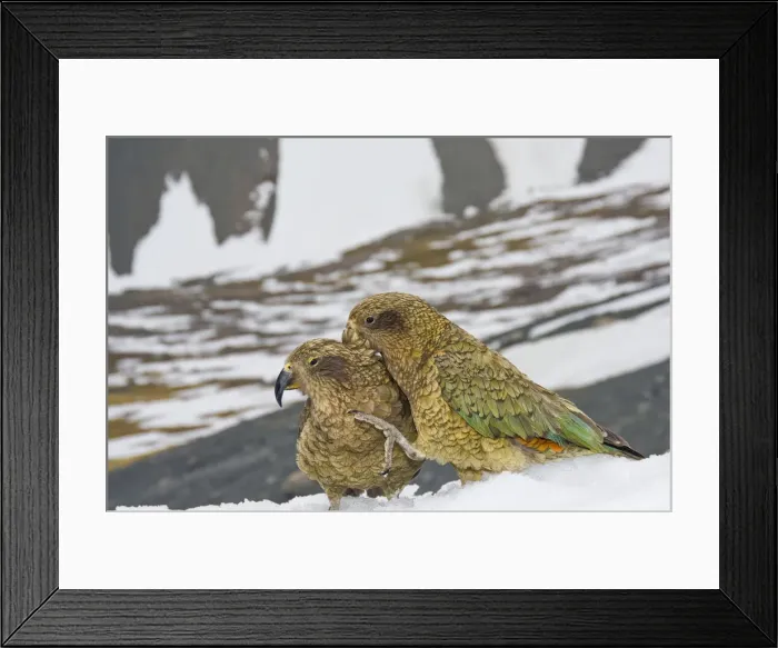 Framed Print : DDE-90026620 Framed Print : DDE-90026620